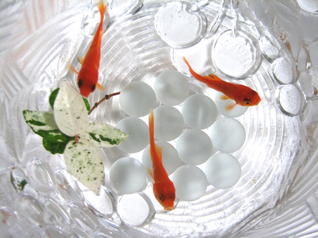 ガラス容器で泳ぐ金魚と白いビー玉と浮き草の俯瞰画像
