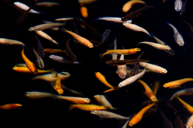 黒い背景の水槽内を泳ぐ色とりどりのメダカの群れ