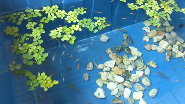青い容器で泳ぐメダカと浮き草と敷石の俯瞰図