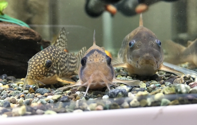 砂利の上に並ぶ3匹のコリドラスの仲間
