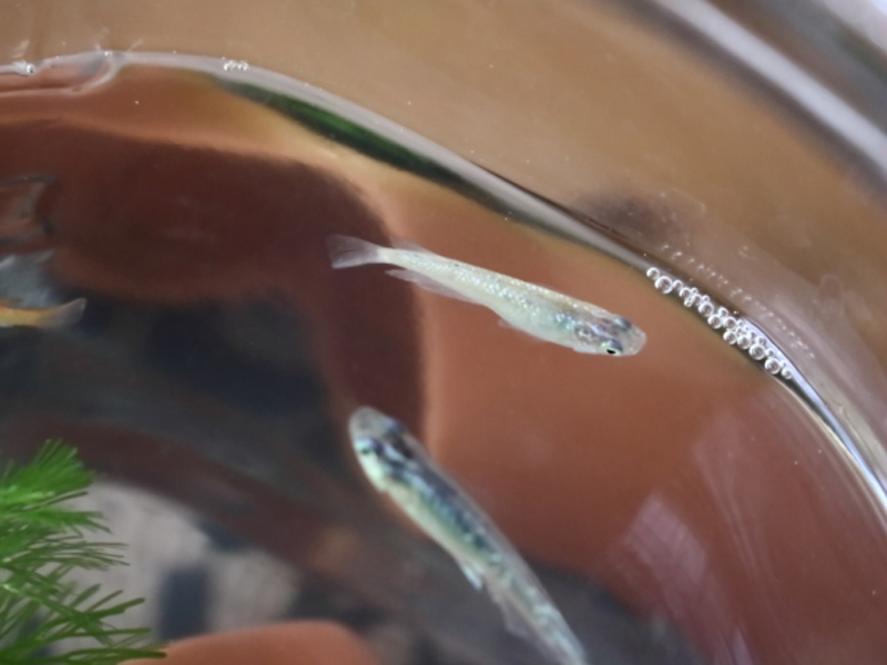 ガラス容器の水面付近を泳ぐメダカとマツモの仲間
