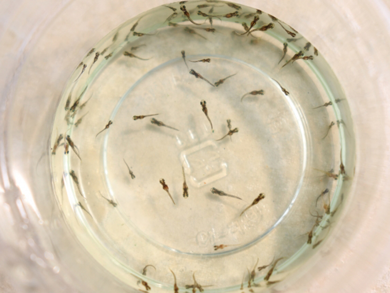 透明な容器の中を泳ぐ多数のメダカの稚魚