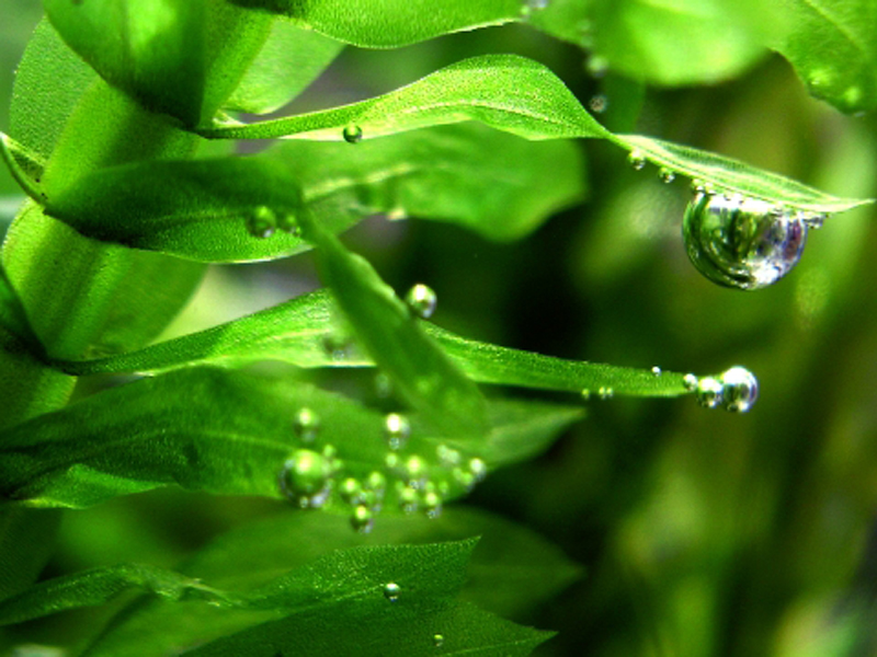 水草の葉に付着した大きな気泡と小さな気泡の群れ