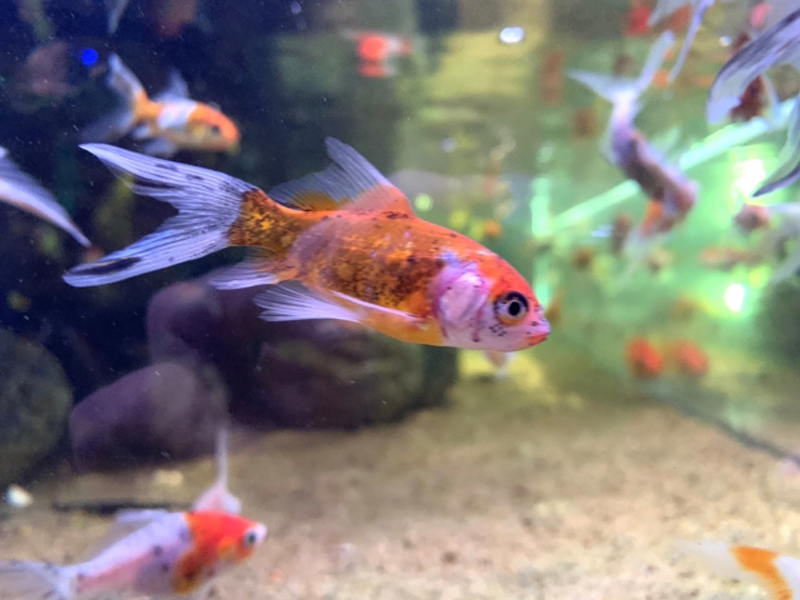 水槽内を泳ぐ赤と白の斑模様がある金魚の群れ