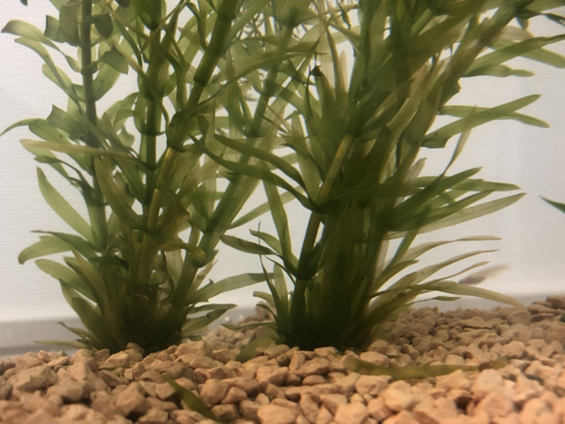 砂利に植えられた緑色の水草と泳ぐメダカの姿