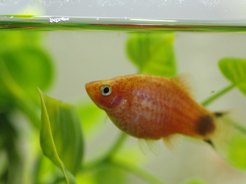 水草の側を泳ぐオレンジ色の熱帯魚プラティの仲間