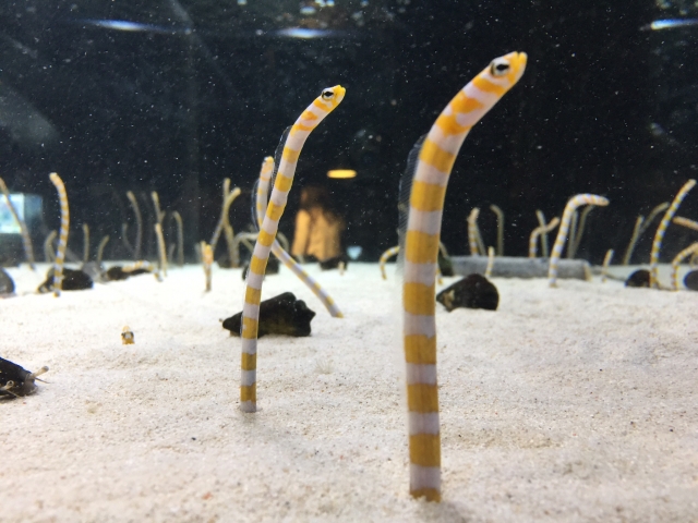 砂から顔を出す黄色と白の縞模様のチンアナゴの仲間