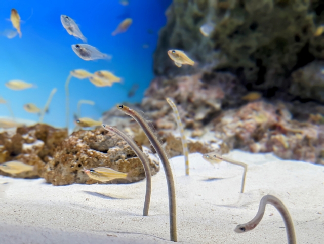 砂地に立つチンアナゴと小魚の群れ