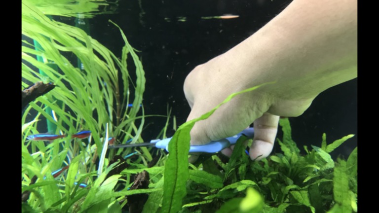 ハサミで水草をトリミングする手とネオンテトラの仲間