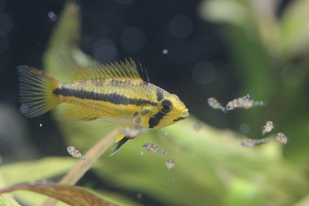 水草を背景に泳ぐ黄色い小型シクリッドと稚魚の群れ
