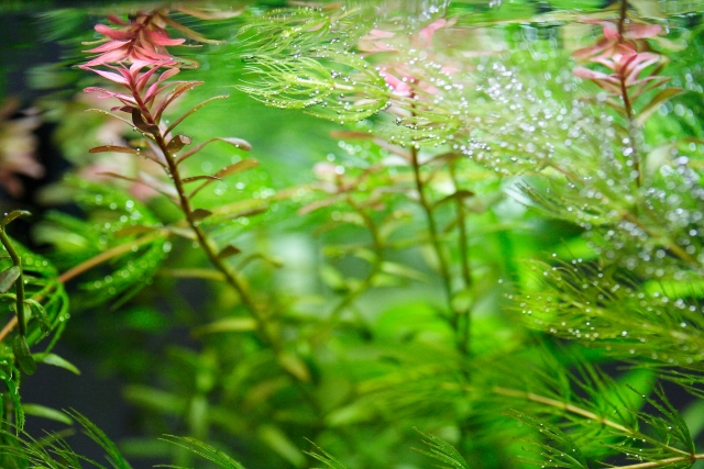 気泡が付着した赤色と緑色の水草が茂る水槽内景観