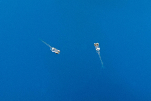 青い背景を泳ぐ2匹のメダカの稚魚