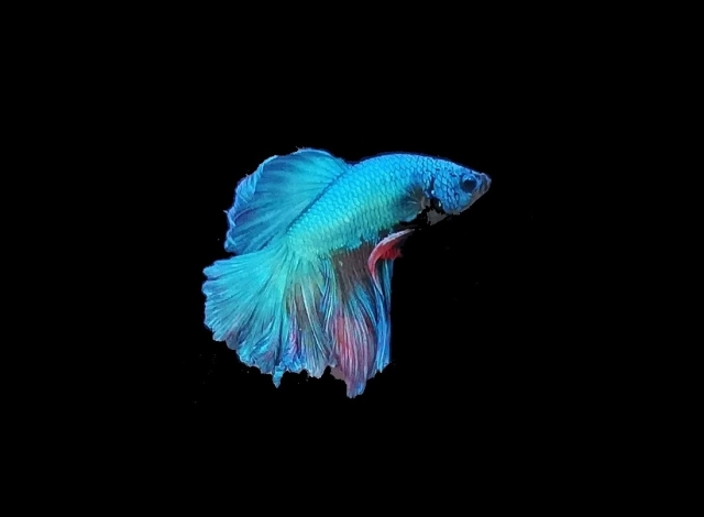 黒い背景を泳ぐ青いベタの熱帯魚