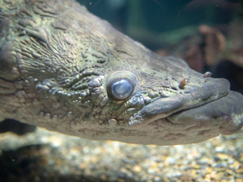 白濁した眼球を持つ大型古代魚の頭部アップ