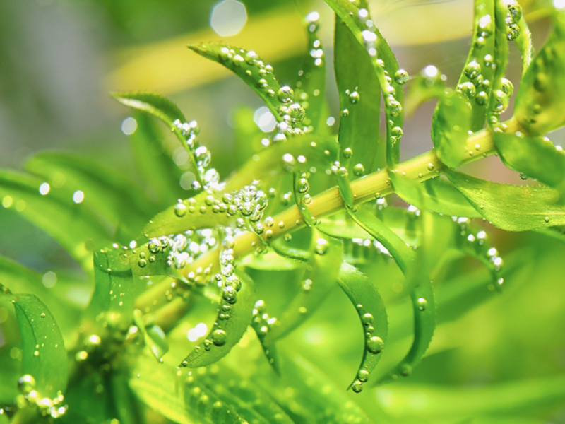 気泡をたくさんつけた緑色の水草の葉と茎