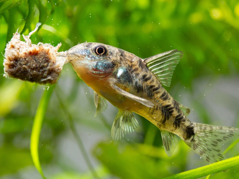 水草を背景に餌を食べるコリドラスの仲間