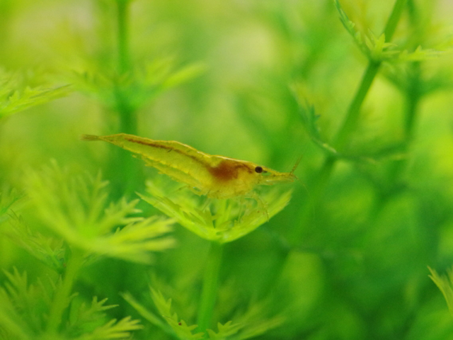 緑色の水草の上に乗る黄色いヌマエビの仲間