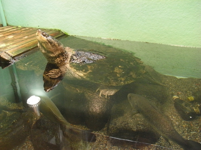 水槽で顔を出し泳ぐカメと底を泳ぐ大きな魚の姿