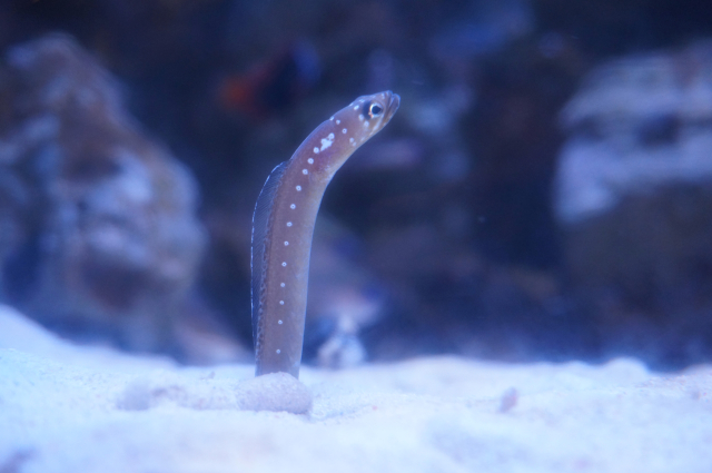 砂から顔を出すハナダイギンポの姿