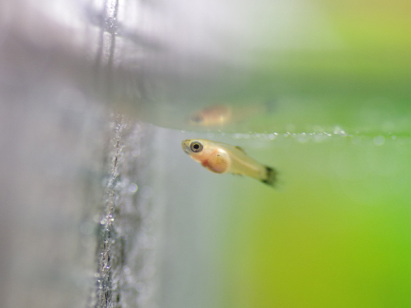 水面に反射するグッピーの稚魚と緑色の背景