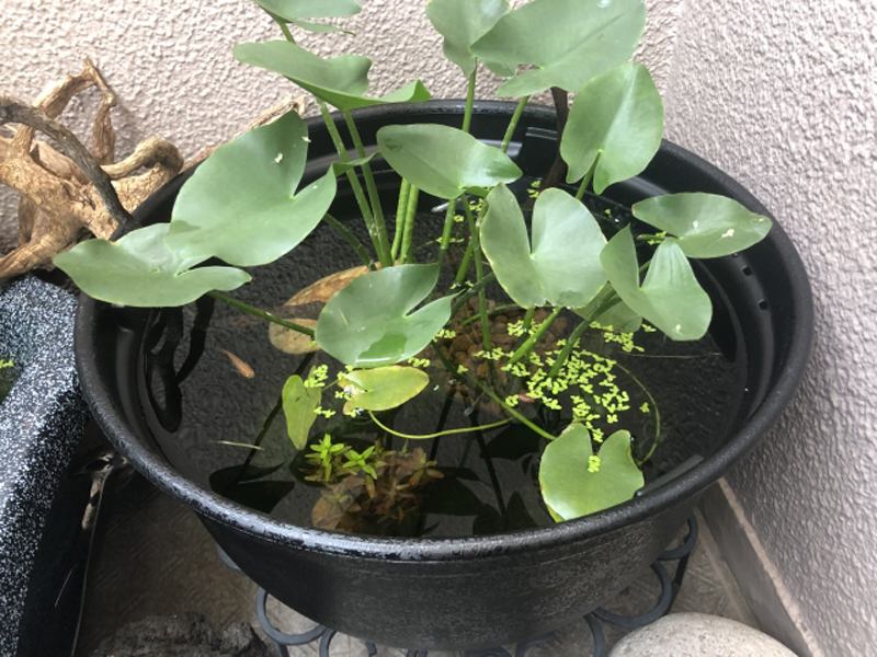 黒い鉢で水生植物と浮き草を育てる屋外のメダカ鉢