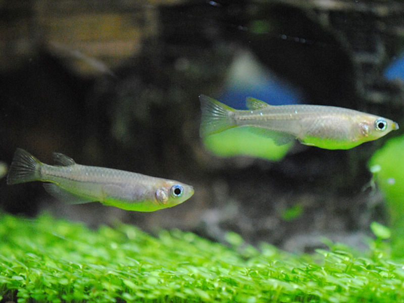 水草の上を泳ぐ2匹のメダカと背景の流木