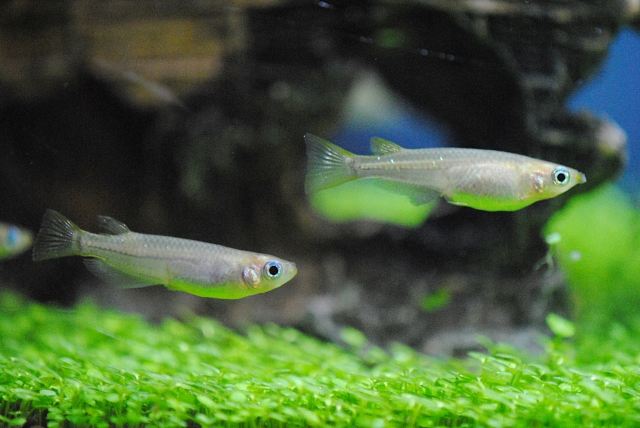 水草の上を泳ぐ2匹のメダカと背景の流木