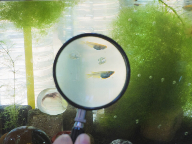 虫眼鏡で拡大された水槽内のメダカと緑色の水草