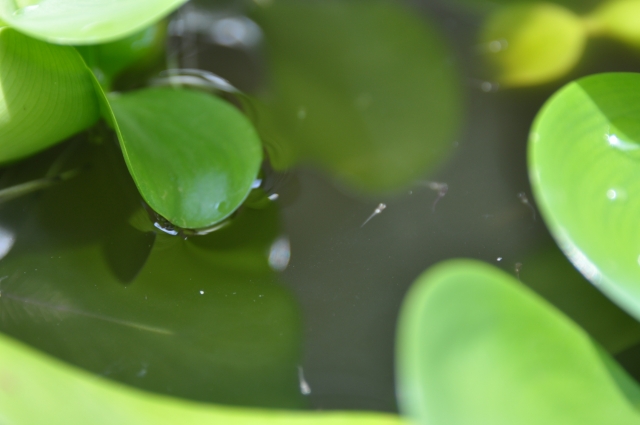 浮き草の浮かぶ水面にいるメダカの稚魚の姿