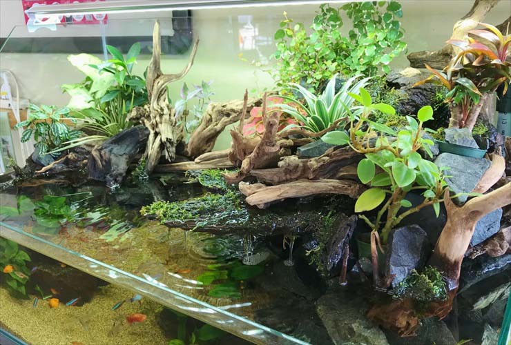 流木と水草を組んだアクアテラリウムと泳ぐ小型カラシン