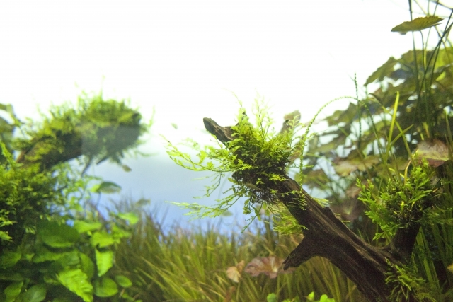 流木に活着した水草と背景に広がる水槽内の水草群