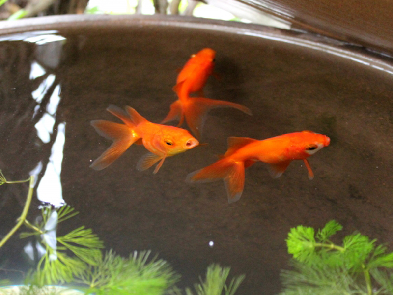 睡蓮鉢で泳ぐ3匹の赤い金魚と水草の俯瞰画像
