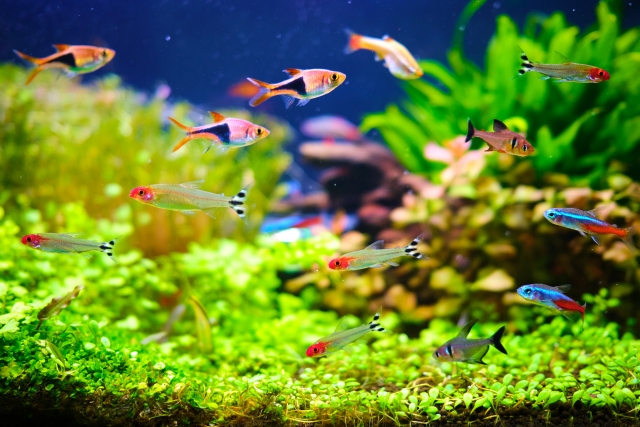 水草水槽を泳ぐネオンテトラの仲間や小型熱帯魚の群れ
