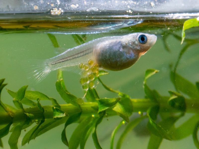 卵を抱えて水草の側を泳ぐメダカの姿
