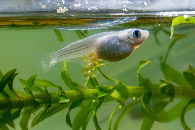 腹部に卵を抱えて水草の側を泳ぐメダカのメス
