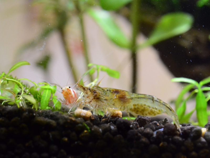 ソイルの上で餌を食べるエビと水草の背景