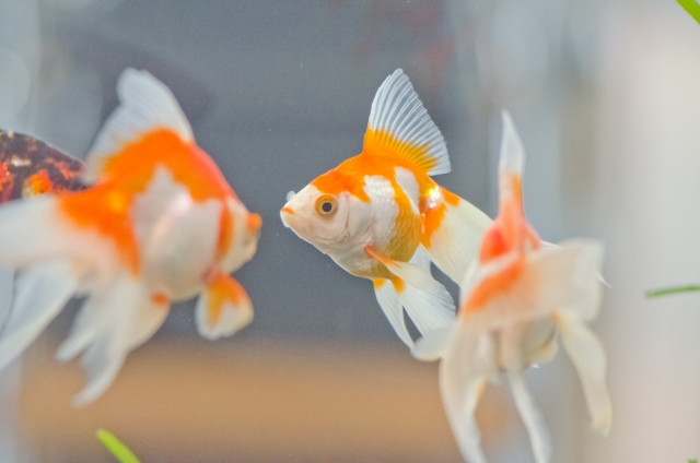 水槽内を泳ぐ紅白模様の琉金型の金魚