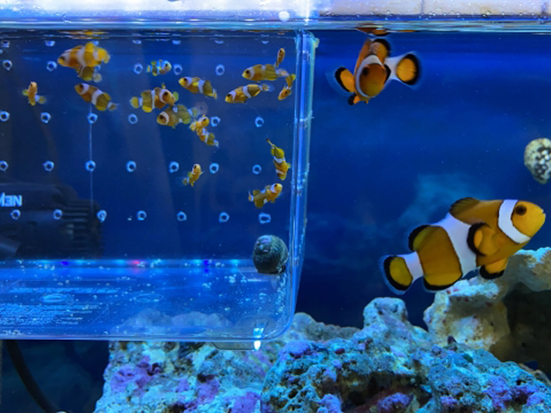隔離ケース内の稚魚と水槽を泳ぐクマノミの仲間