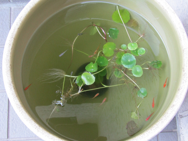 睡蓮鉢で泳ぐメダカと浮かぶ水草の俯瞰写真