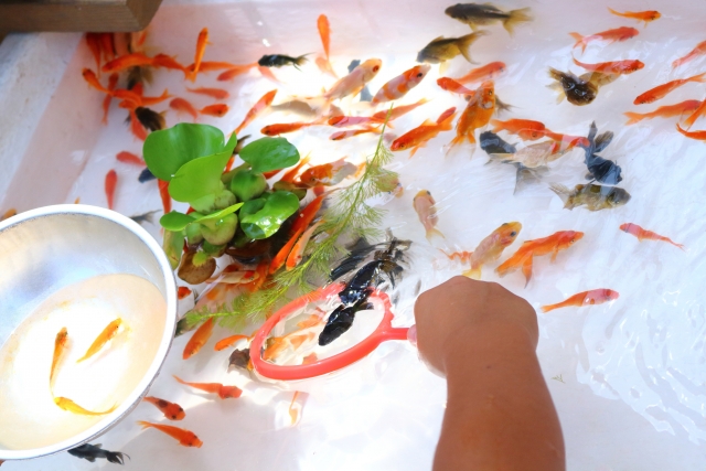 ポイで金魚をすくう手元と水面に浮かぶ金魚や水草