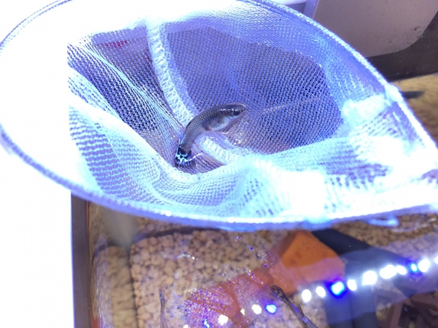 白い網ですくわれた1匹のグッピーと水槽の底砂