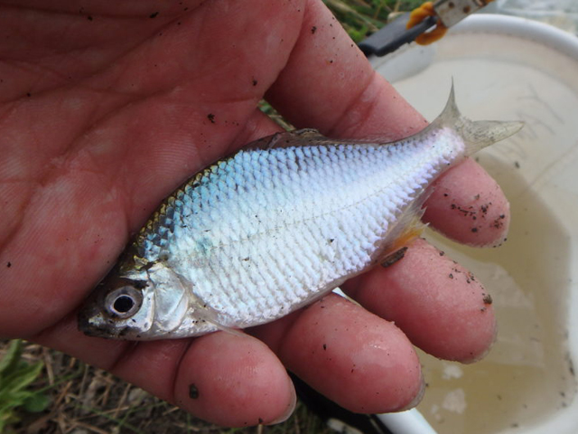 手のひらに乗せた銀色の淡水魚と背景の白いバケツ