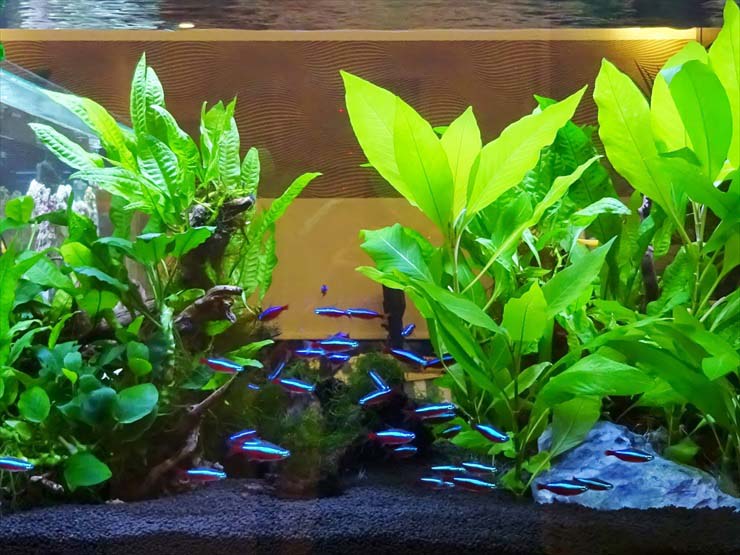 水草の間を泳ぐネオンテトラの仲間と流木の水槽レイアウト