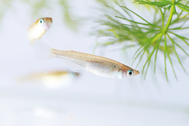 水草の側を泳ぐ数匹のメダカとマツモの仲間