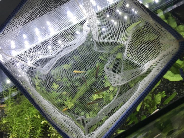 白い網の中に入った数匹のメダカと水槽内の水草
