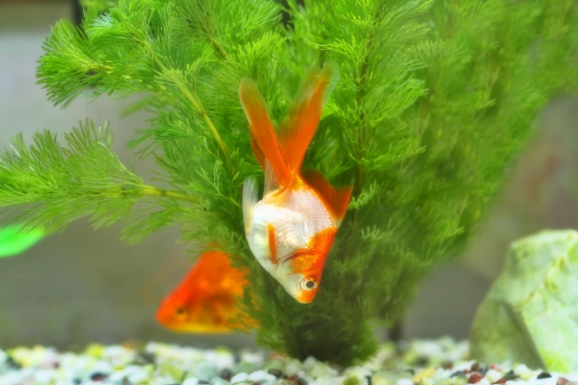 水草の陰で逆さまに泳ぐ紅白の金魚と砂利の底床
