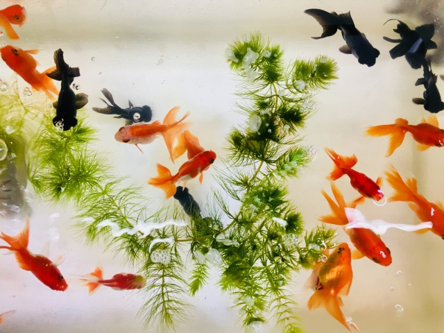 水草の周りを泳ぐ赤色と黒色の金魚と出目金
