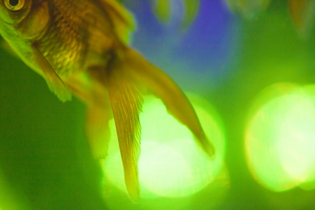 緑色の光を背景に泳ぐ金魚の尾びれと鱗の質感