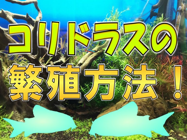 コリドラスの繁殖方法の文字入り水槽見出し画像