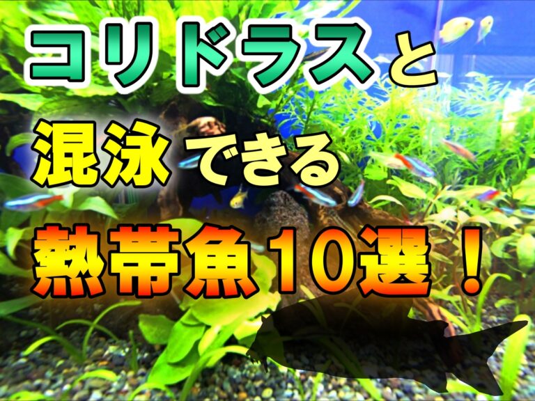 コリドラスと混泳できる相性の良い熱帯魚10選!魚種ごとの特徴も解説のサムネイル画像